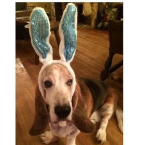 11047873_1125942077431420_8767687699350560736_n