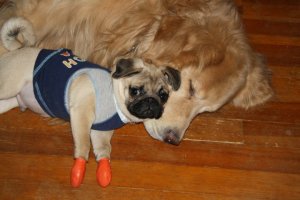 10445982_1104270466265248_2785446279333903232_n