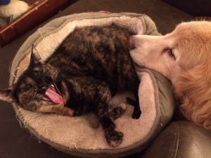 10531397_936906639668299_800987219452226266_o