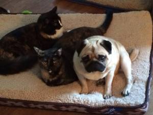 10546964_948341791858117_2182620586193571932_o