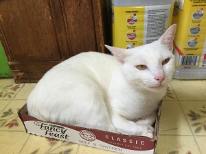 elsa-cat-food-box-5
